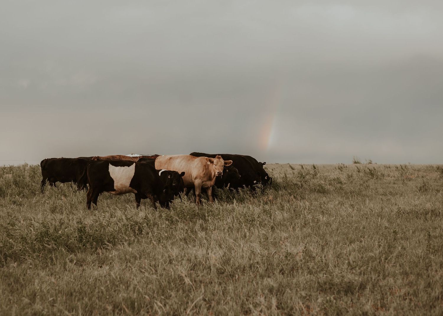 Cattle grazing in a misty field during golden hour.