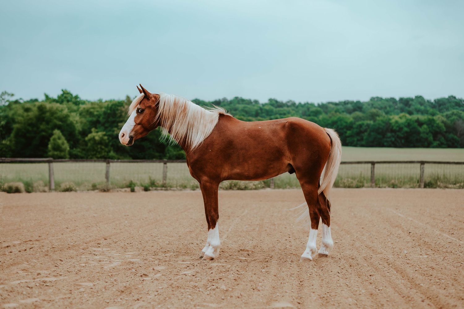 Chestnut horse standing in an outdoor field on a bright sunny day.