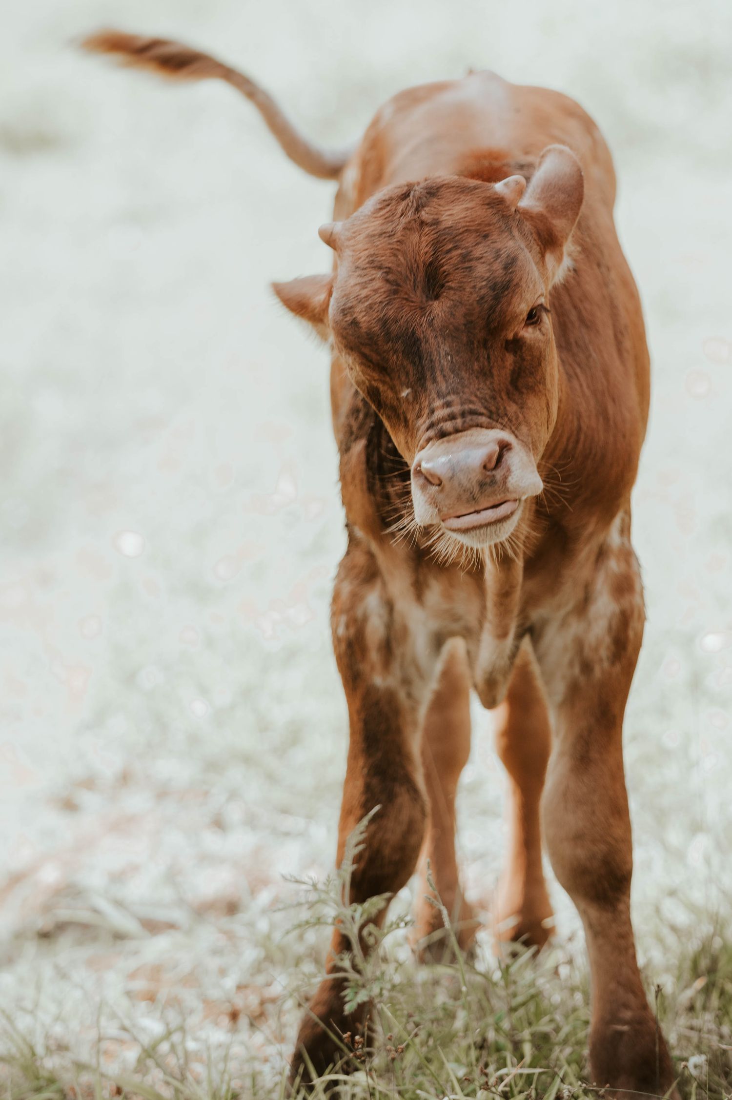 Young brown Highland calf walking in a grassy field.