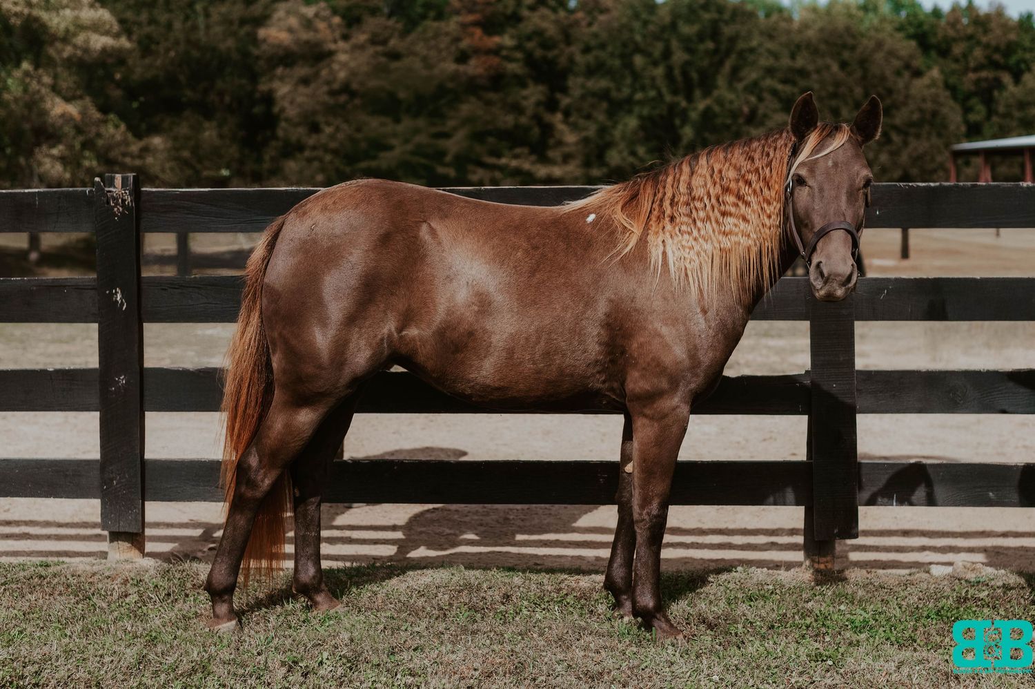 Chestnut horse photographed in front of wooden fencing at an equestrian facility.