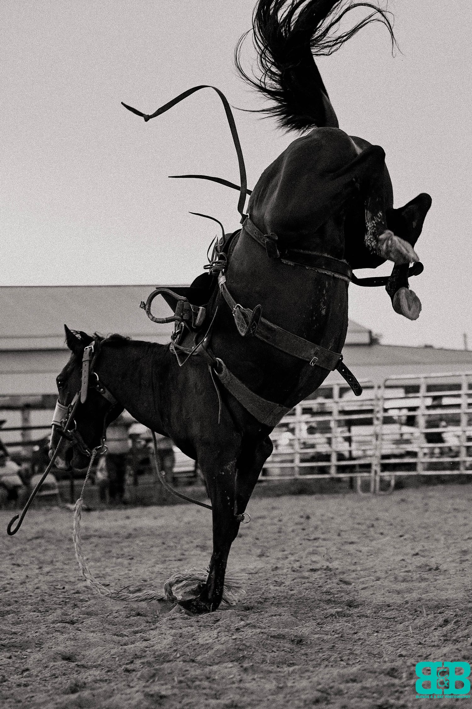 Dramatic silhouette of a horse rearing up during a rodeo performance.