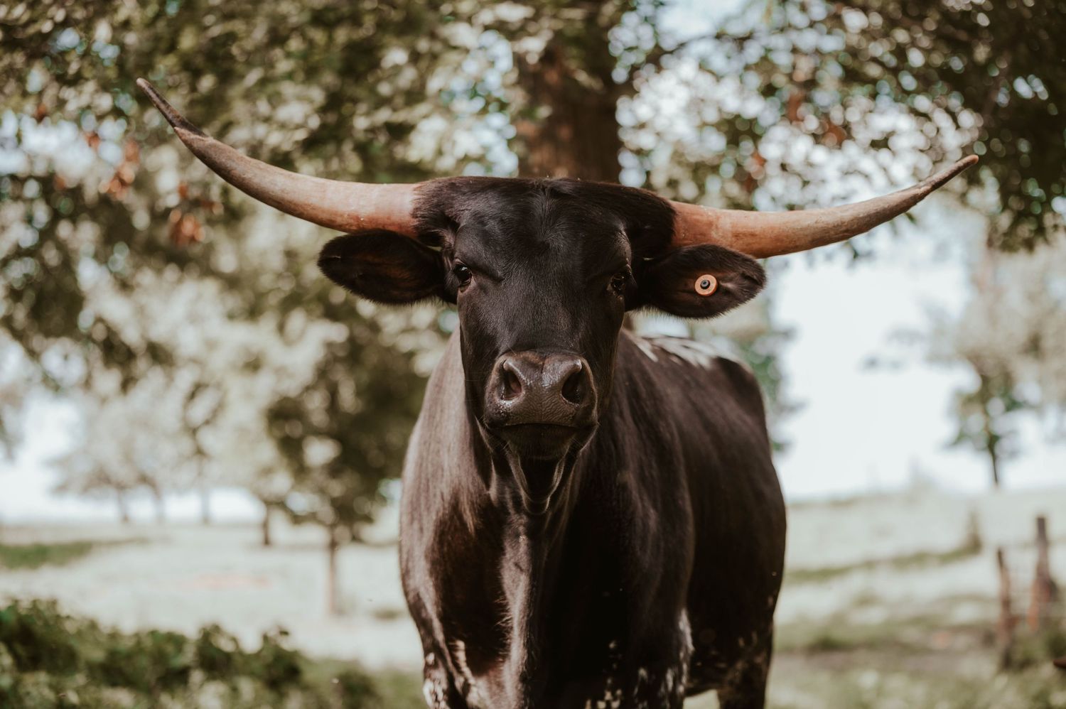 Close-up portrait of Texas Longhorn cattle with impressive horns against a natural backdrop.