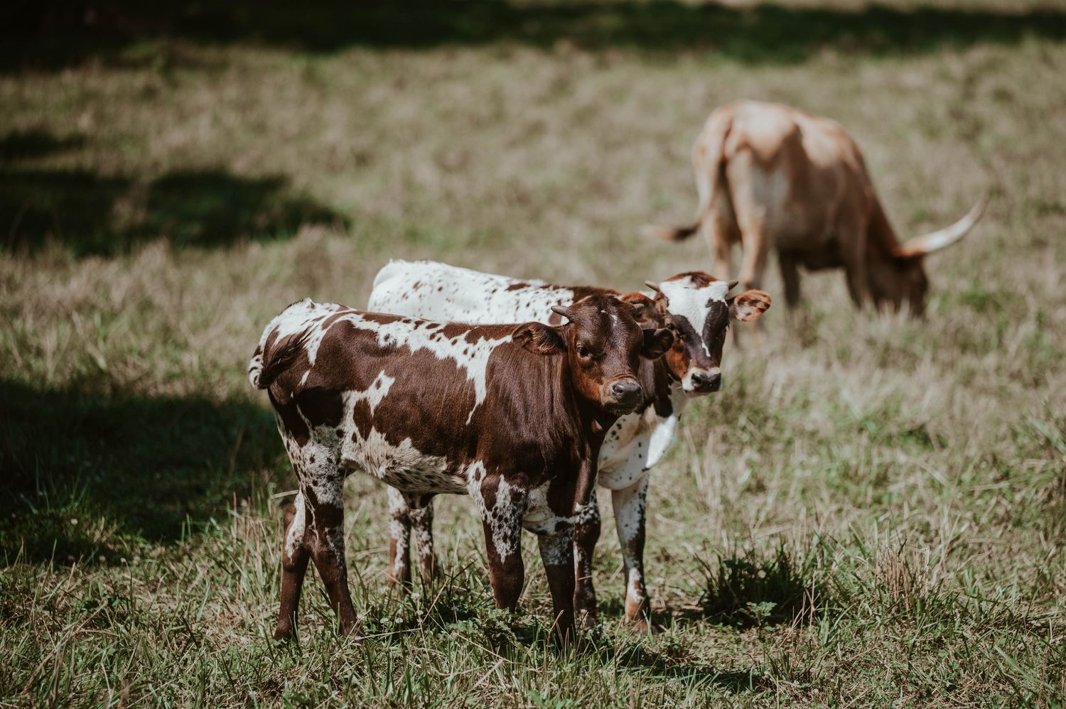 Longhorn cattle and calves resting together on a grassy hillside.