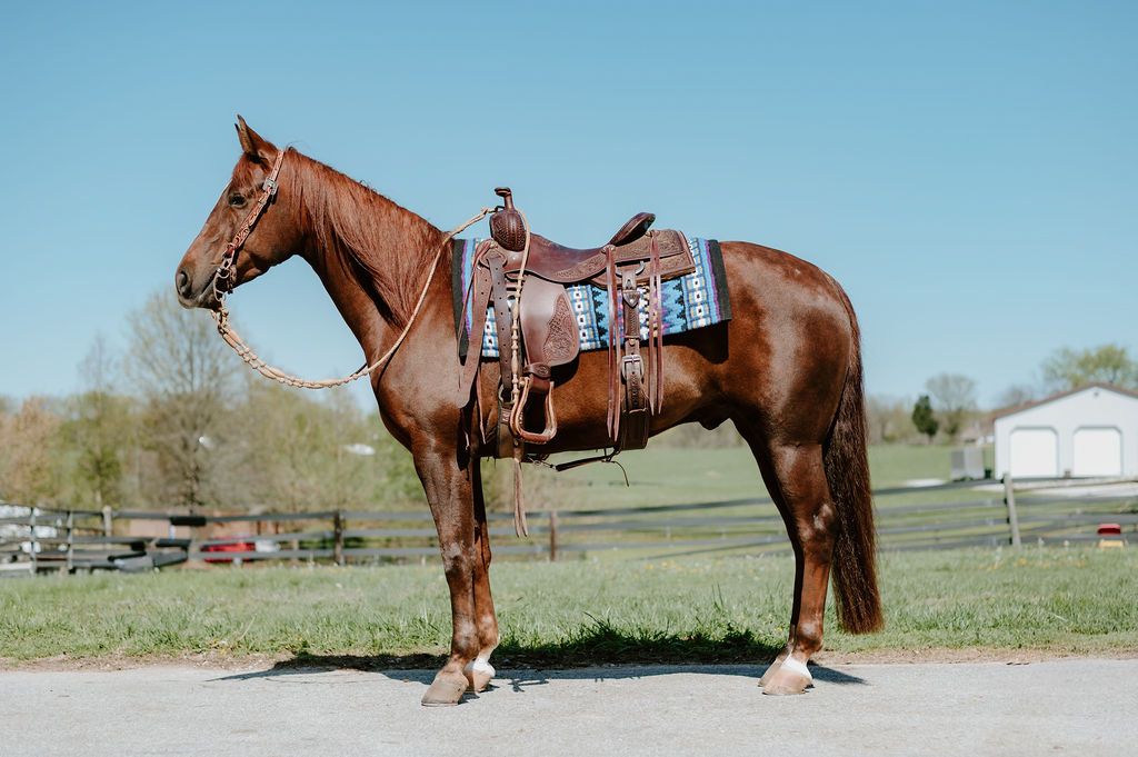 Western saddled chestnut horse photographed in a rural farm setting.