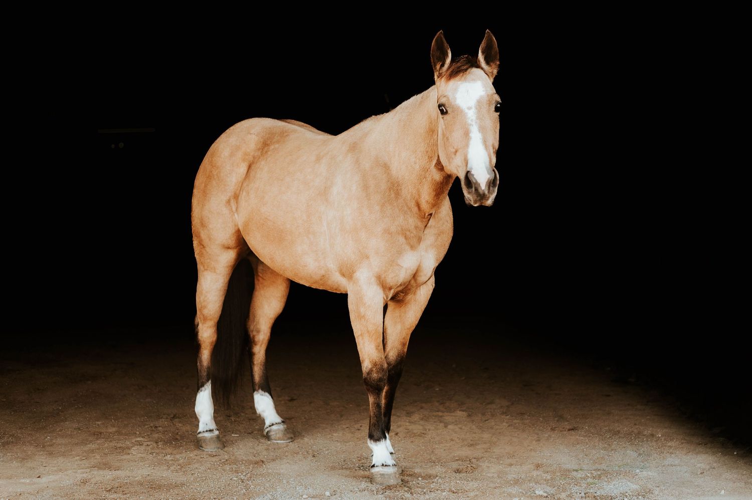 Professional studio photographs showing different angles of a chestnut horse with white markings.