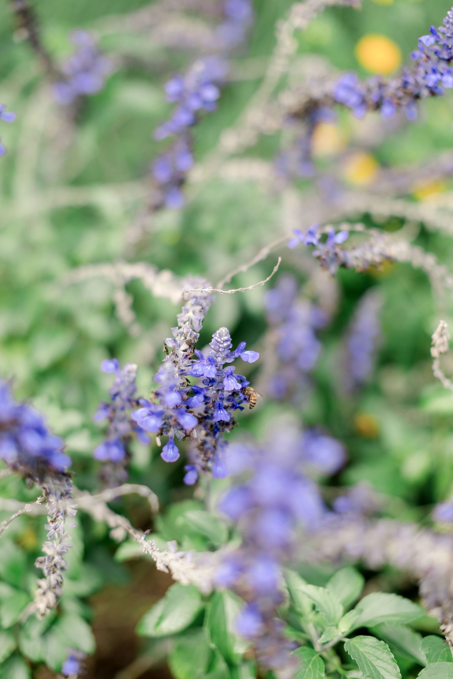 Delicate purple salvia blooms with green foliage in shallow focus.