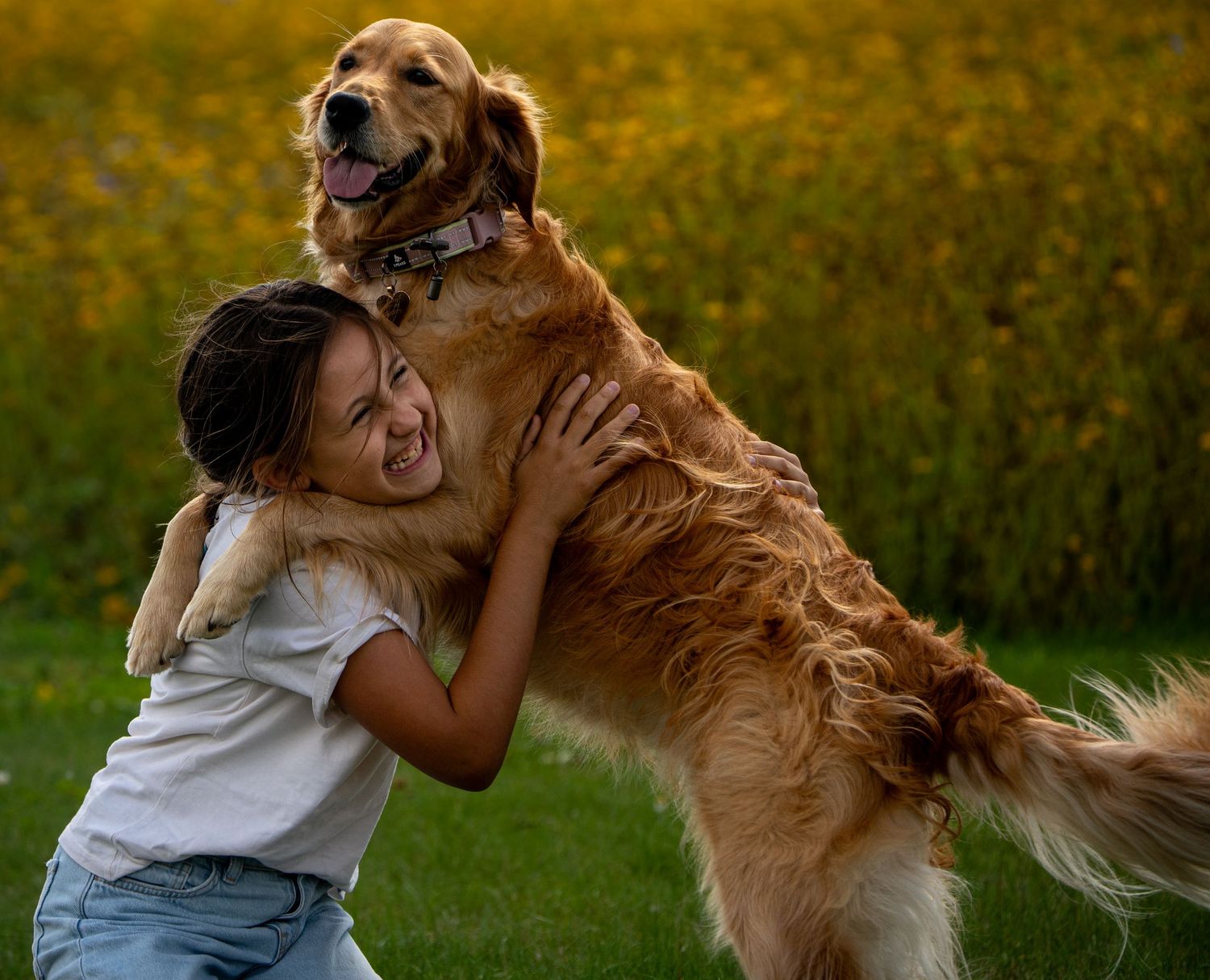 Golden retriever playfully interacts with someone in a grassy outdoor setting during golden hour.