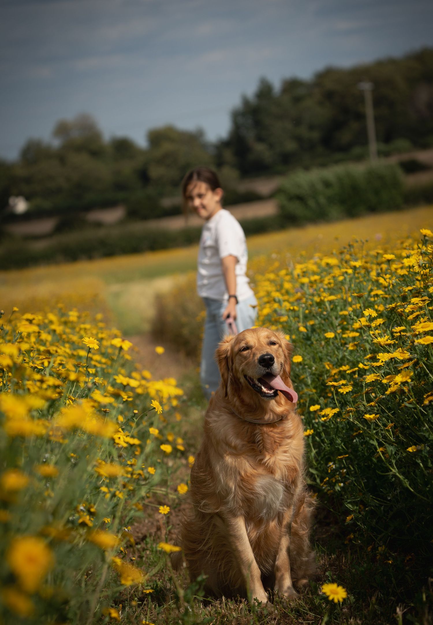 Happy golden retriever sits among blooming yellow wildflowers in a sunny meadow.