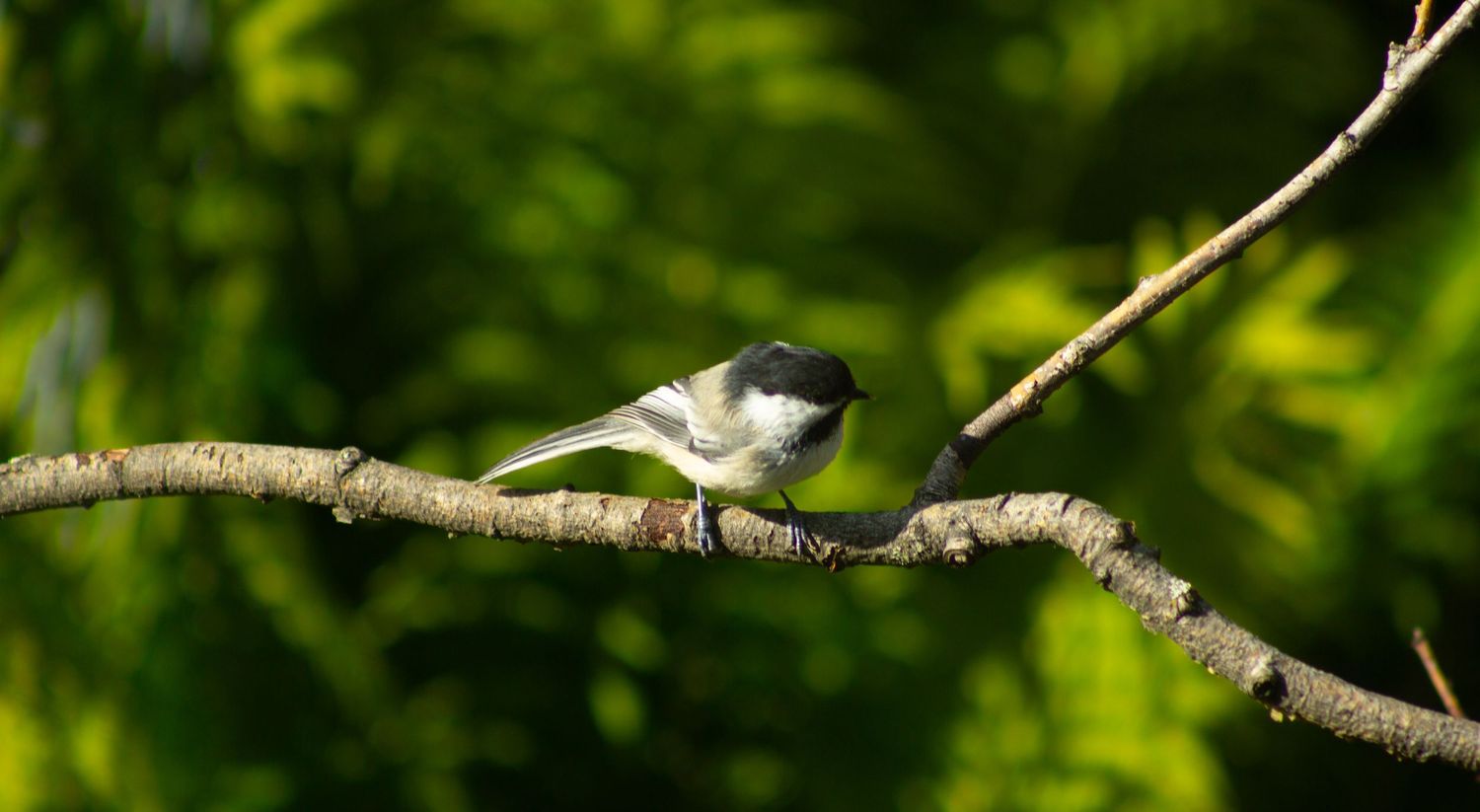 A small chickadee bird perched on a tree branch with vibrant green foliage in the background.