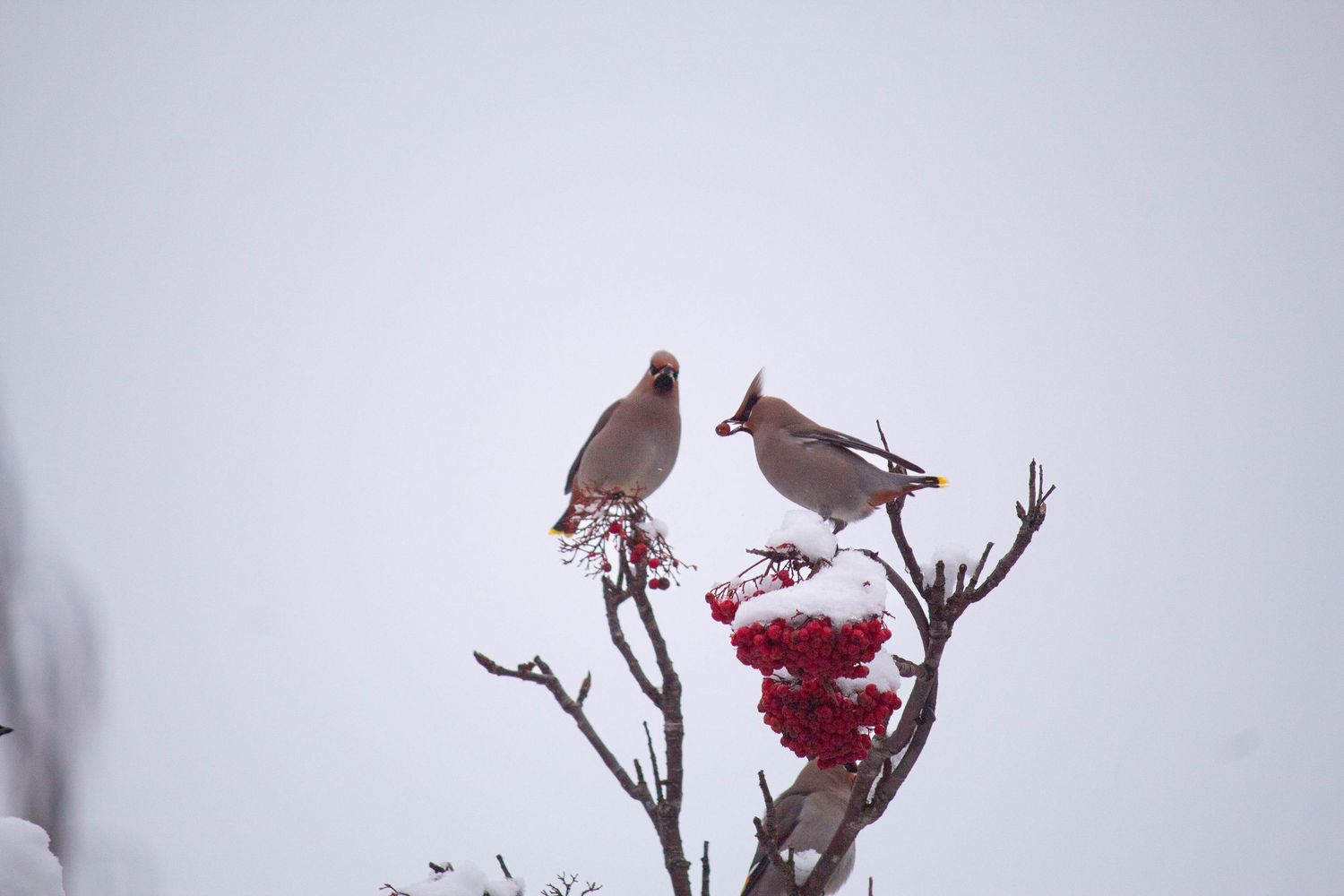 Two birds perch on snowy branches with red berries against a misty winter sky.