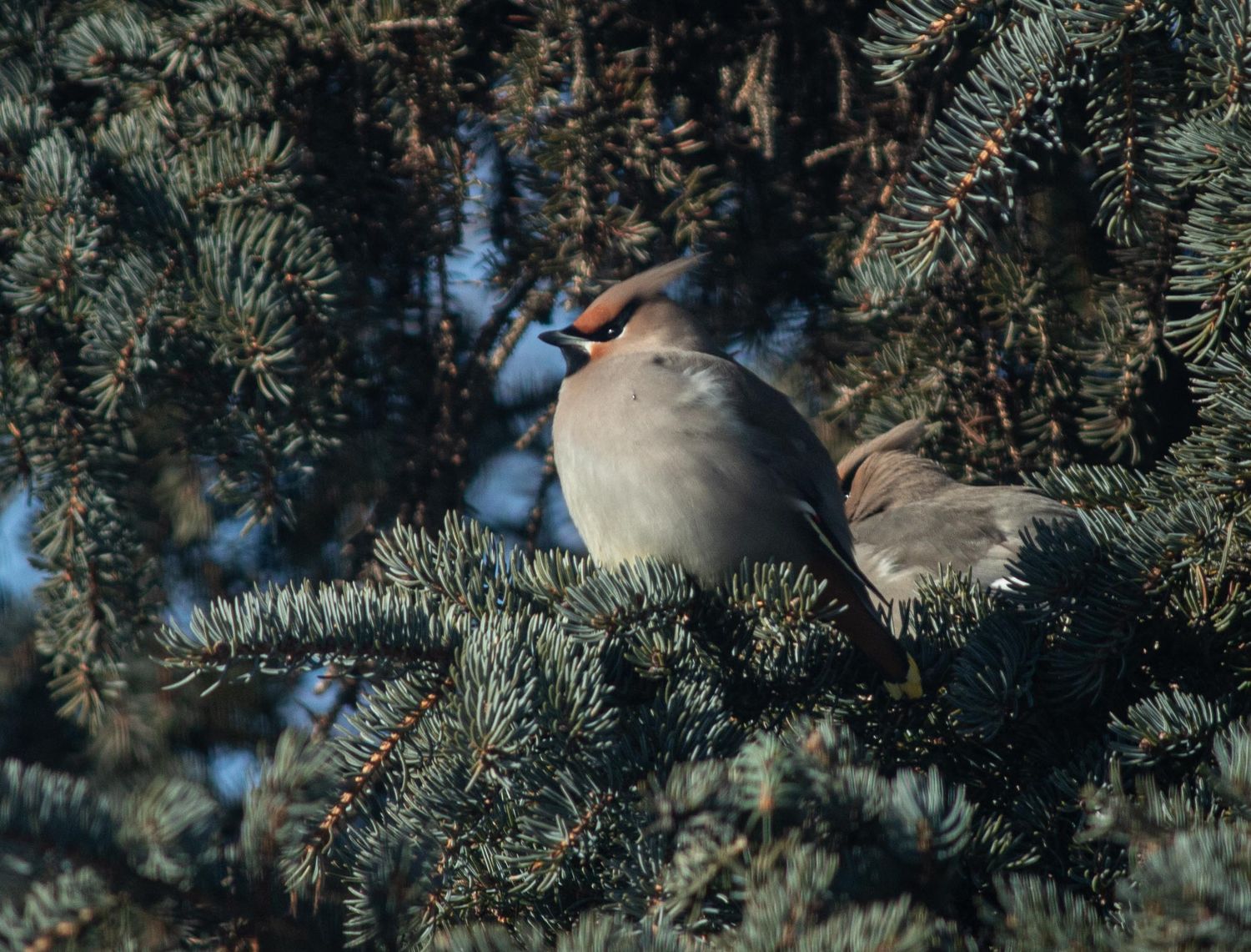 A small gray and white bird perches among frosty blue spruce branches on a winter morning.