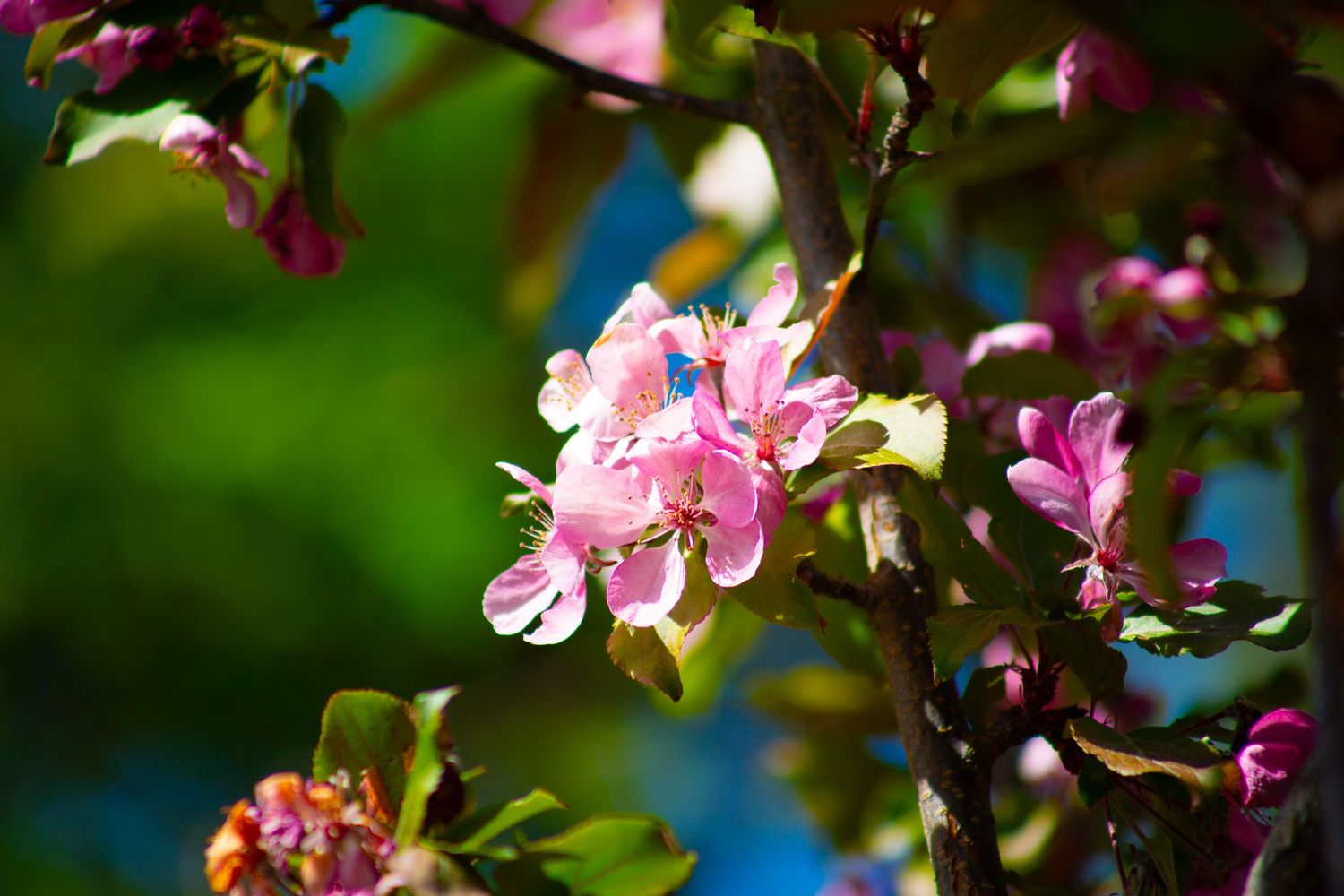Pink cherry blossoms blooming on a tree branch in spring sunlight with green bokeh background.