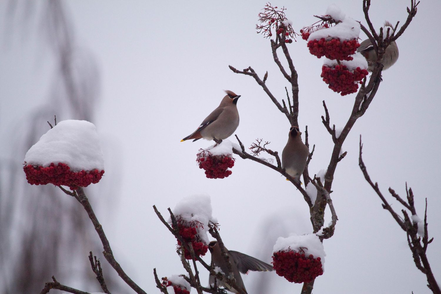 A small bird perches on a snow-covered branch with red winter berries against a misty gray background.