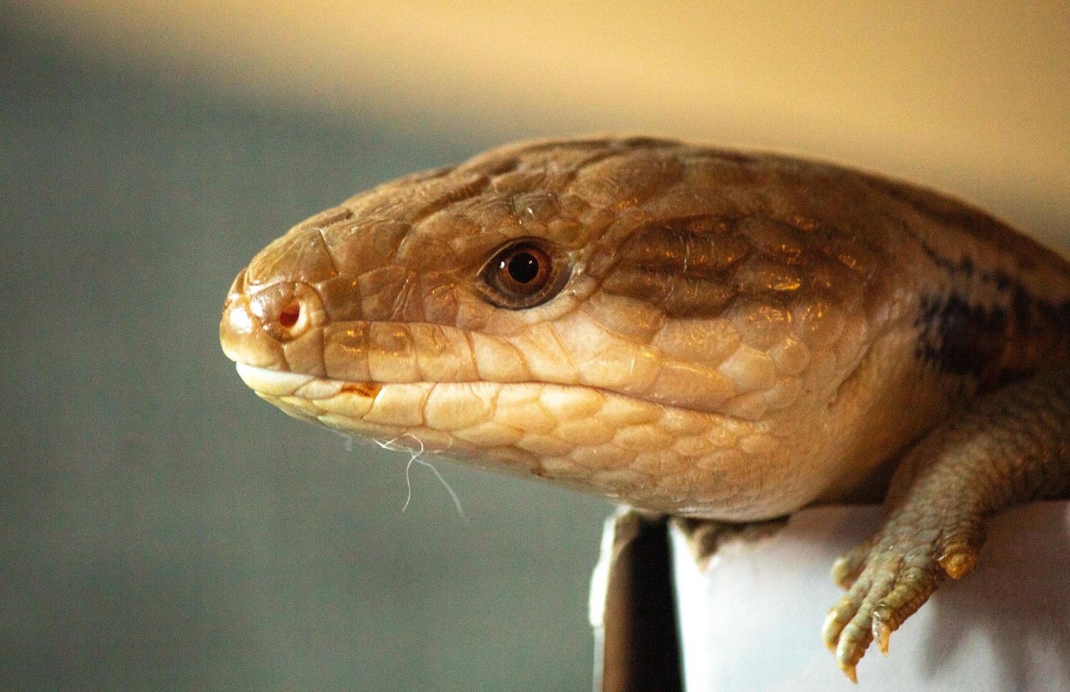 A series of close-up photographs showing different angles of a brown snake's head and face against a blurred background.