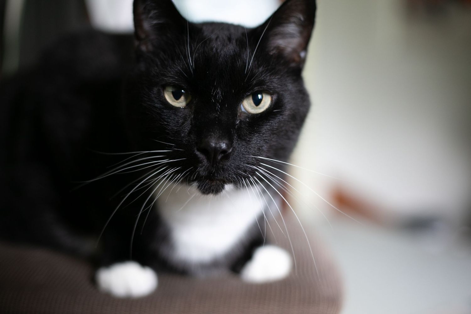 Close-up portrait of a black and white cat with bright yellow eyes looking directly at the camera.