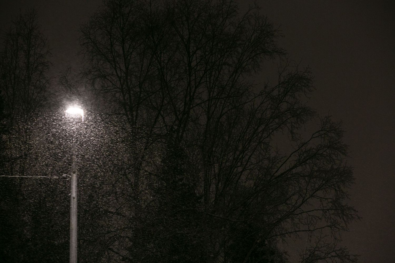 A sequence of street lamps illuminating a dark path through bare trees at night creates an eerie atmosphere.