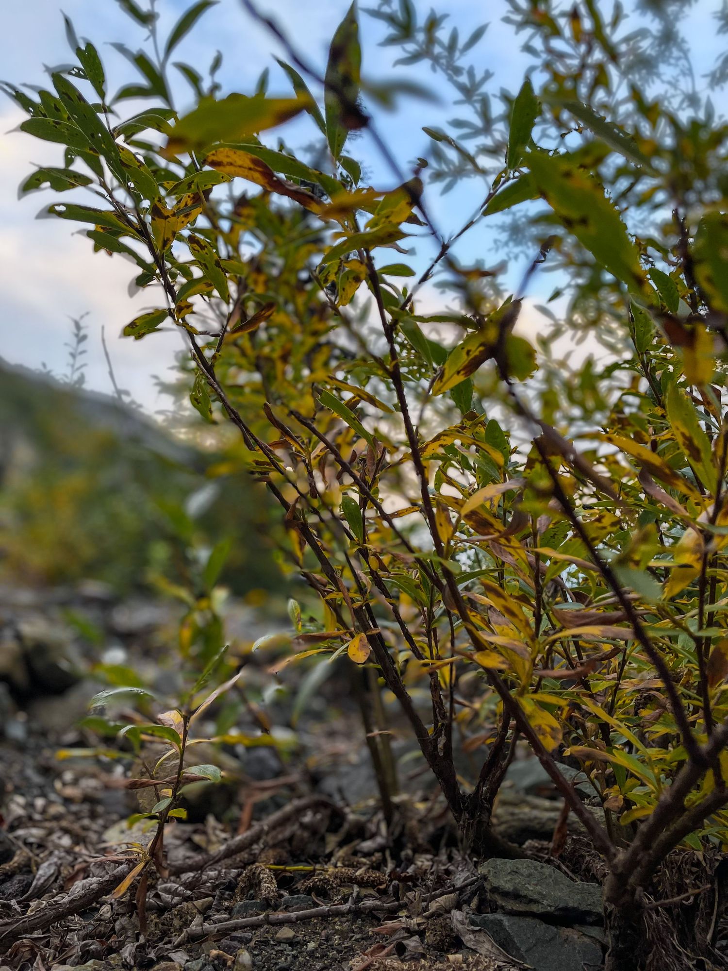 Young green plant shoots emerging from dark soil with shallow depth of field in natural sunlight.
