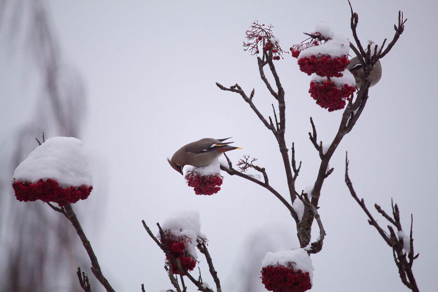 Snow covered red berries on bare winter branches create a serene natural scene against a gray sky.
