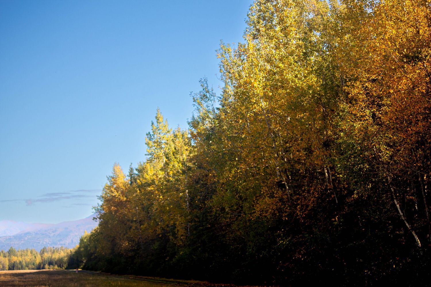 A scenic autumn landscape with golden trees lining a rural road under bright blue skies.