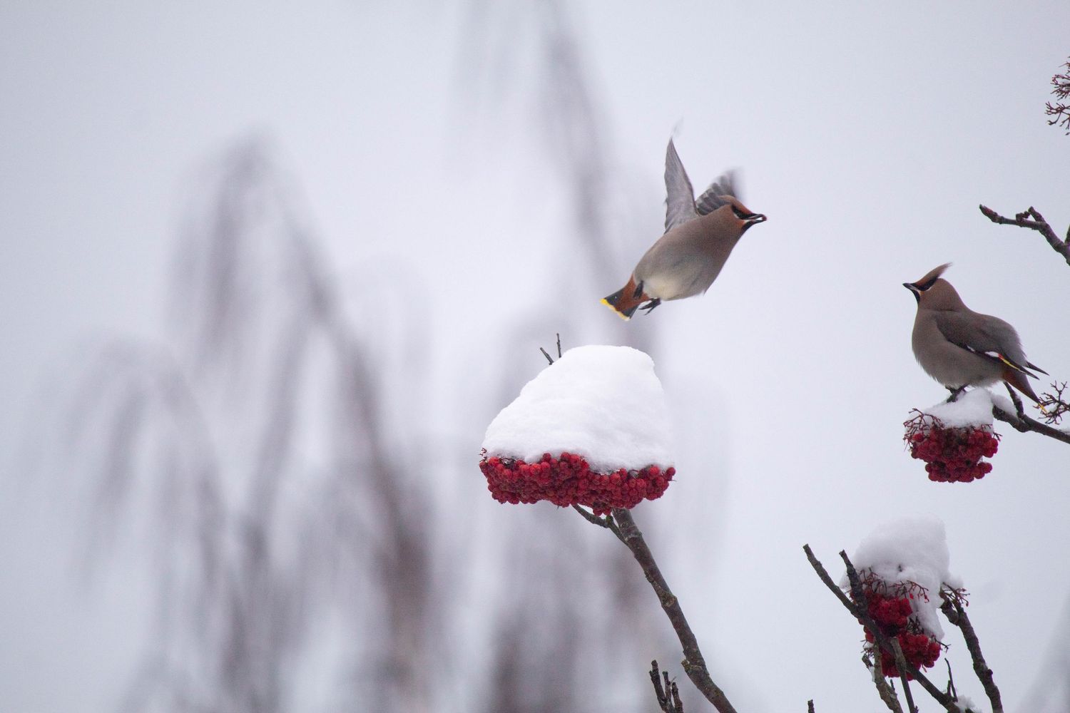 A small brown bird perches on a snow-covered branch with red winter berries against a soft white background.