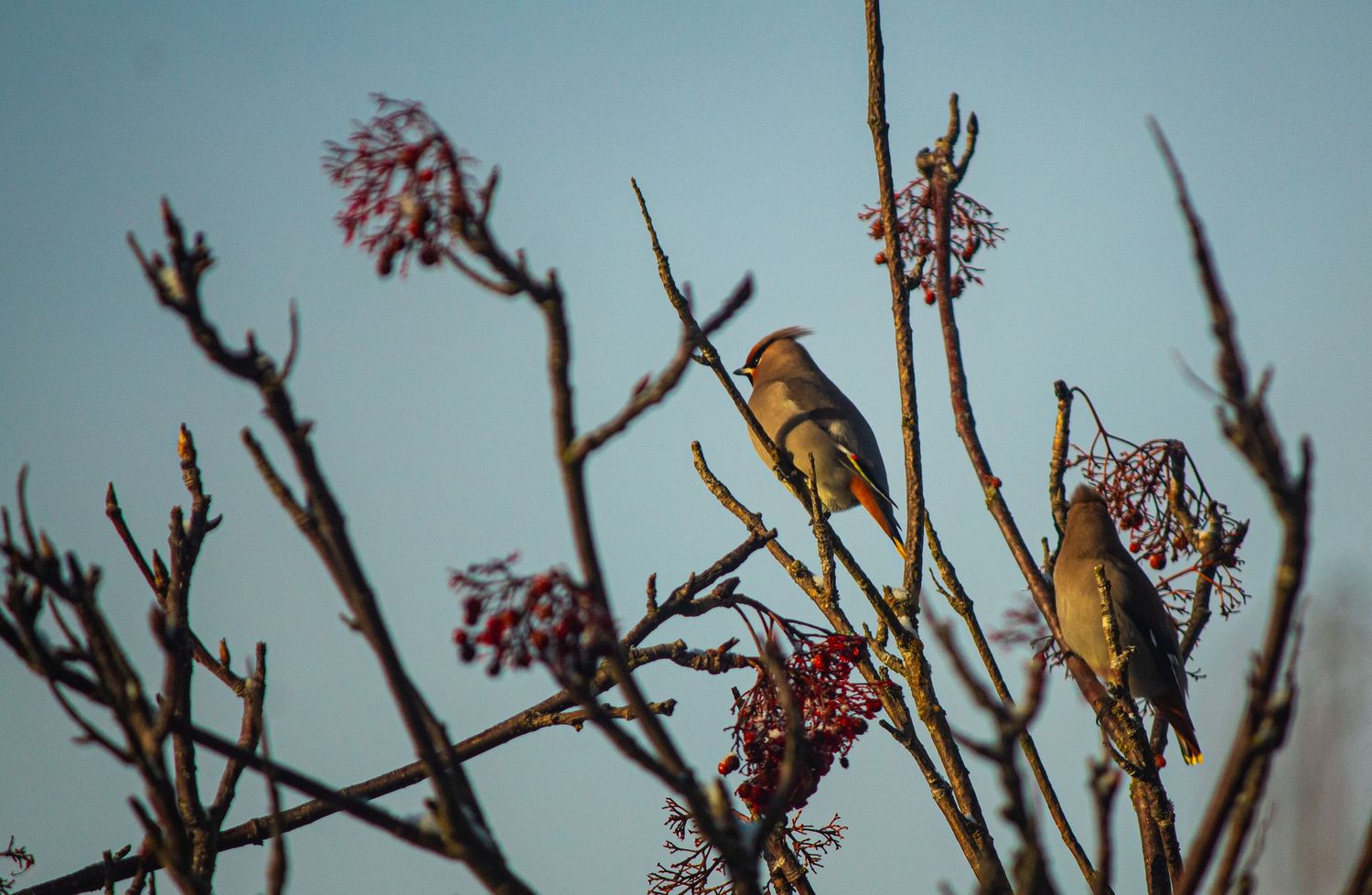 A small yellow meadowlark perches among bare tree branches with pink spring blossoms against a blue sky.