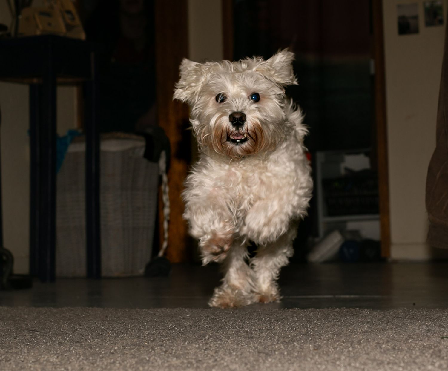 A small white fluffy dog runs excitedly across a carpeted floor with a happy expression.