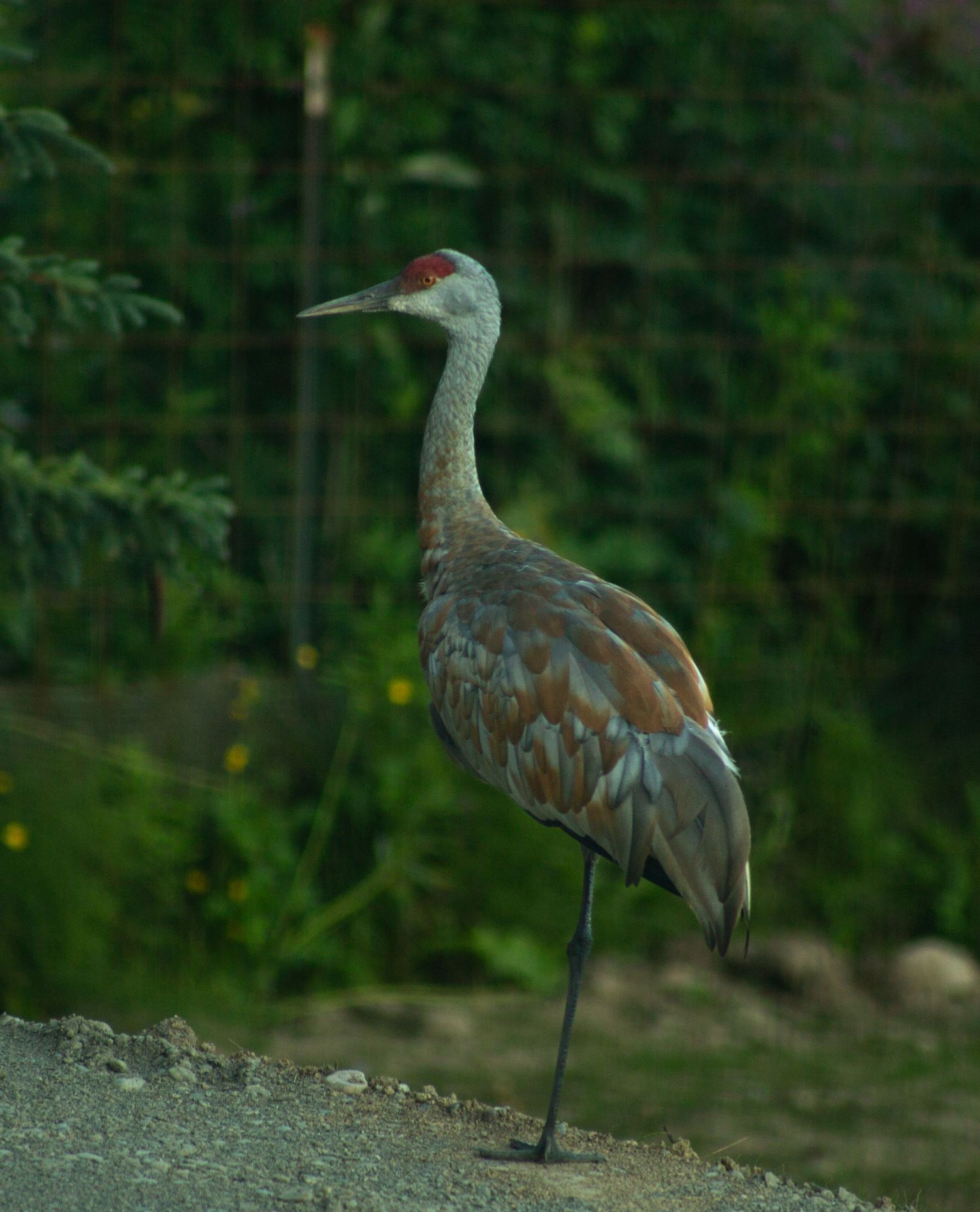 A sandhill crane with red crown stands on one leg on gravel path surrounded by lush green forest background.