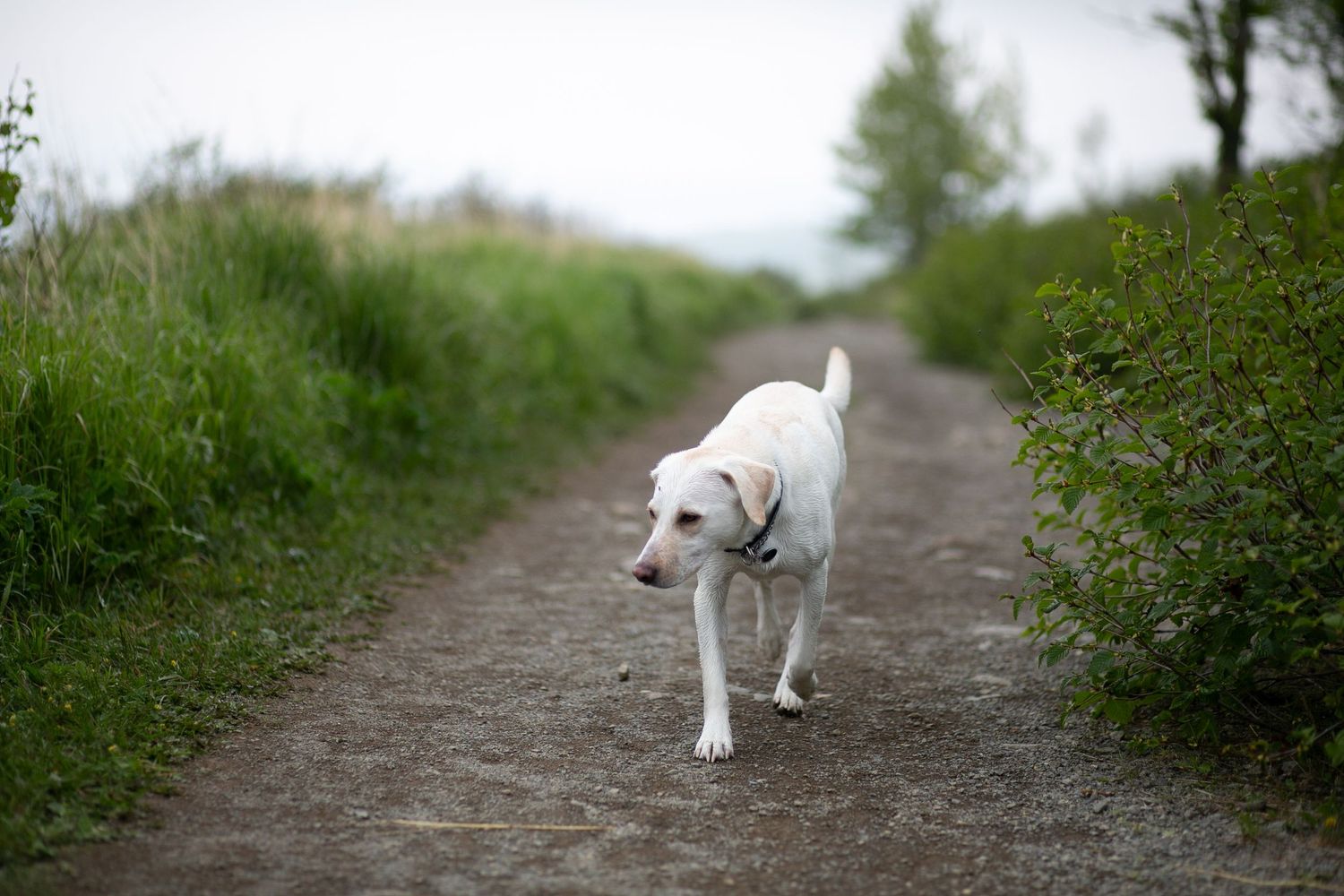 A white Labrador dog walks alone on a dirt path between green hedges on a cloudy day.