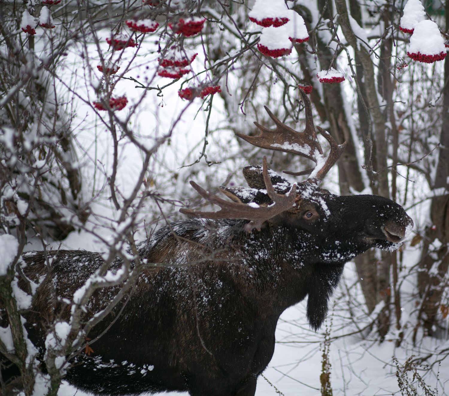 Snow-covered berries and branches create a serene winter landscape in nature.