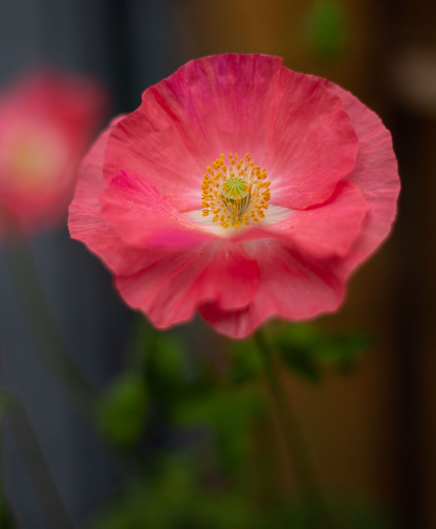 Close-up of a vibrant pink poppy flower with yellow stamens in soft focus garden background.