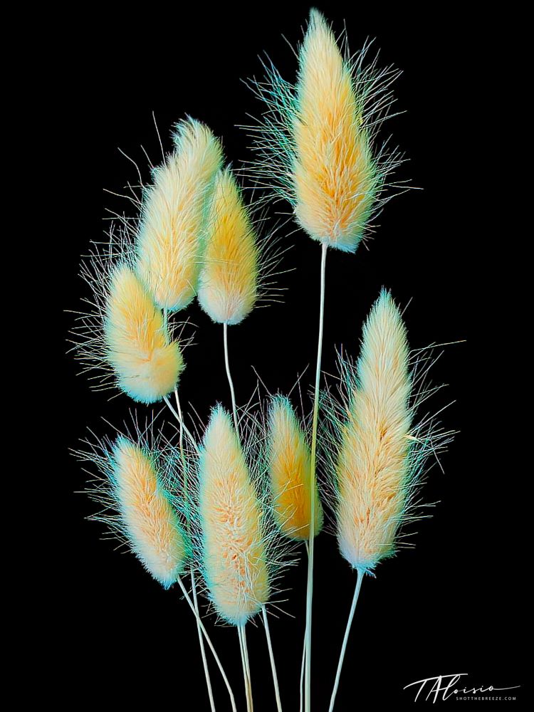Delicate bunny tail grass plumes in soft pastel colors against black background.