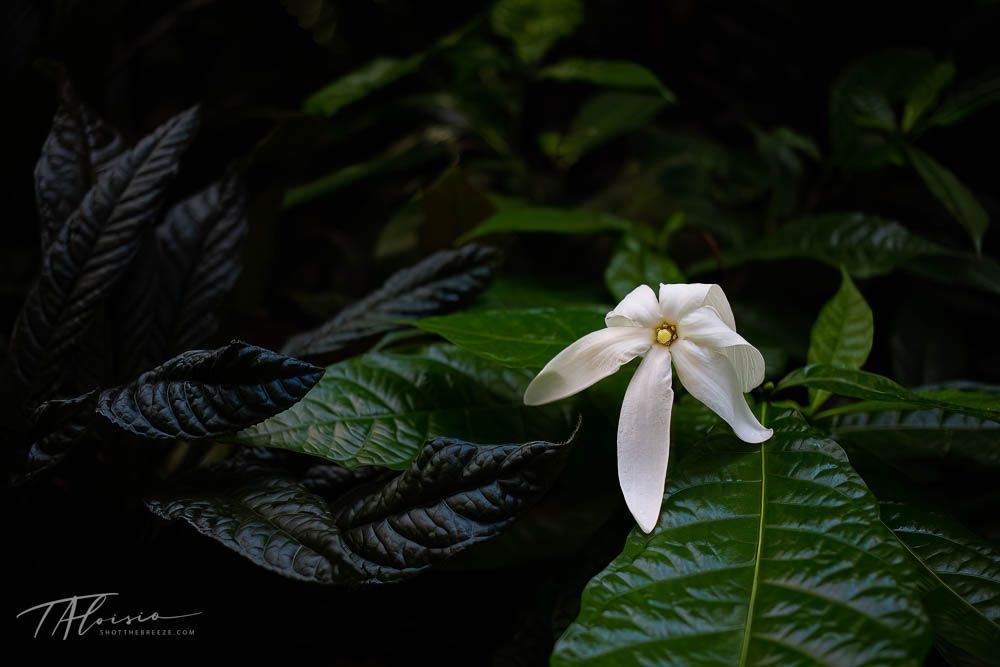 Single white tropical flower with green leaves emerging from darkness in minimalist composition.