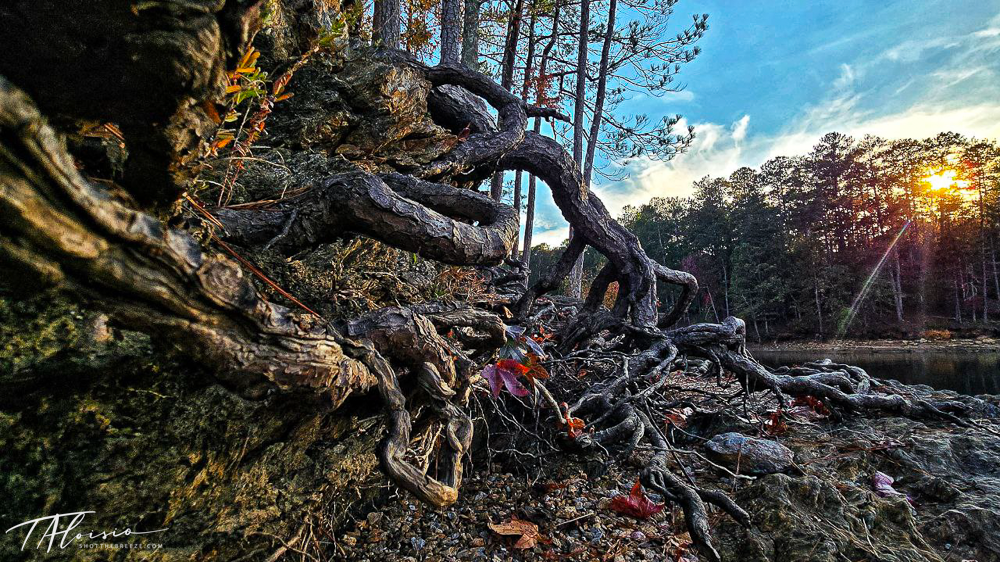 Sunset landscape through fallen tree branches with golden light filtering through.