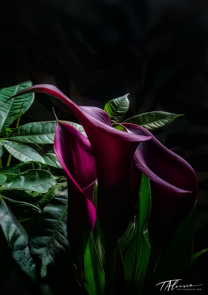Dark artistic photo of calla lily flowers with deep magenta petals against black background.