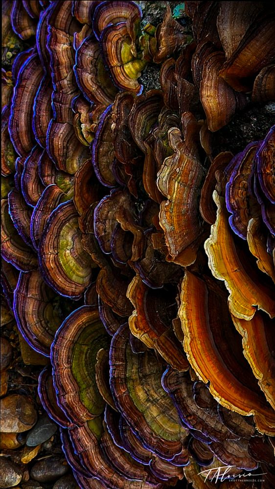 Colorful turkey tail mushrooms growing in layers showing vibrant natural patterns and textures.