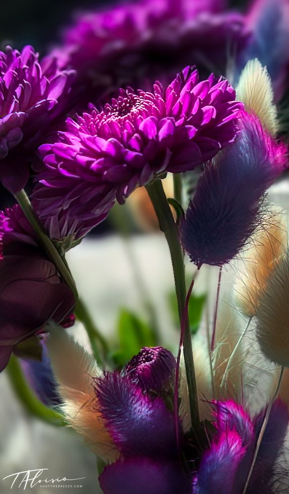 Purple chrysanthemum flowers with soft focus feathery textures in background.