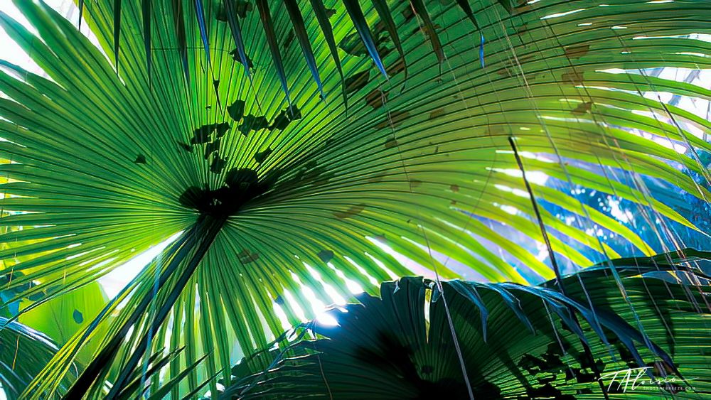 Backlit palm fronds creating geometric patterns with sunlight filtering through green leaves.