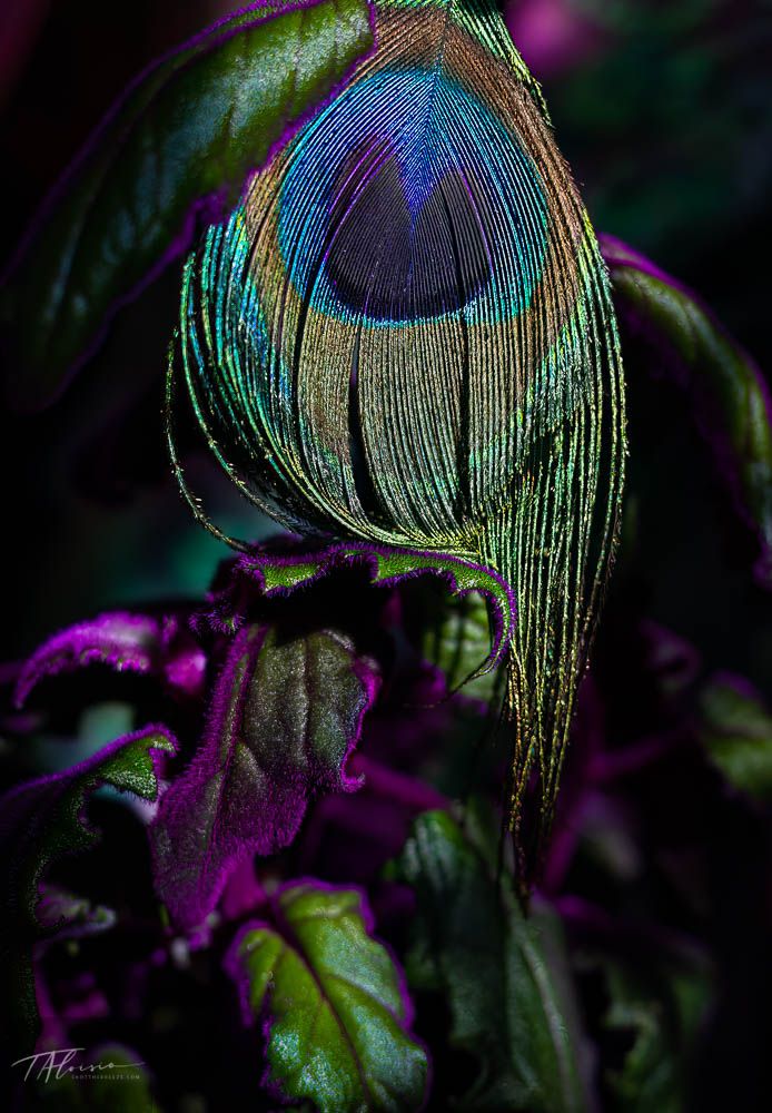 Close-up sequence of an iridescent peacock feather with purple accents in low light.
