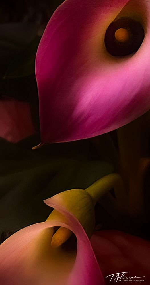 Abstract macro photography of calla lily petals in vibrant pink and orange hues.
