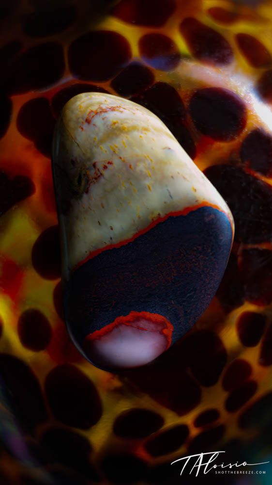 Artistic macro photography of a spherical object with dark and light contrasting patterns.