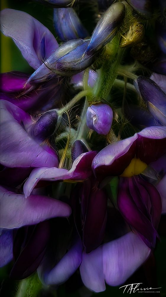 Abstract series of purple flower petals in soft focus creating dreamy artistic effect.