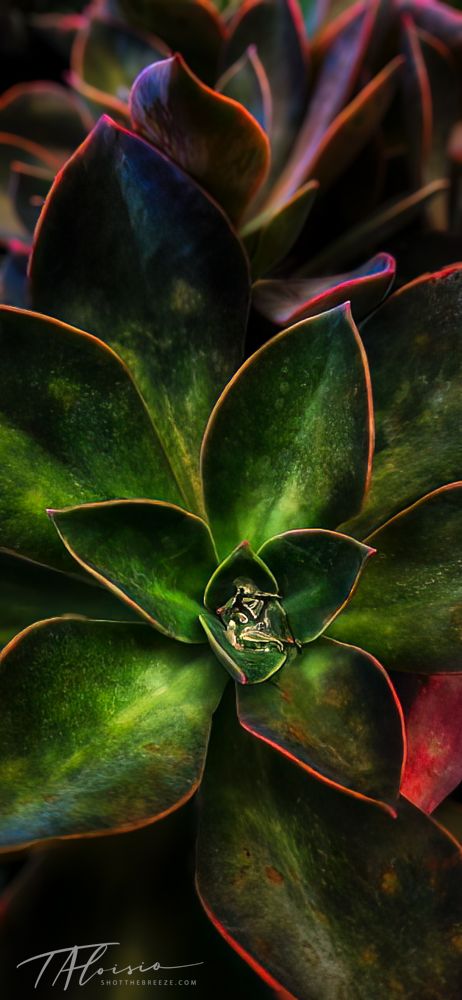 Close-up of a succulent plant with green leaves and pink edges glowing in dramatic lighting.