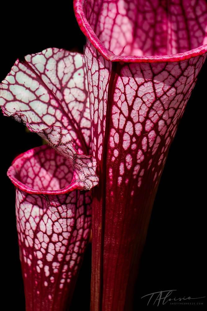 Detailed view of pink pitcher plant showing intricate vein patterns against black background.