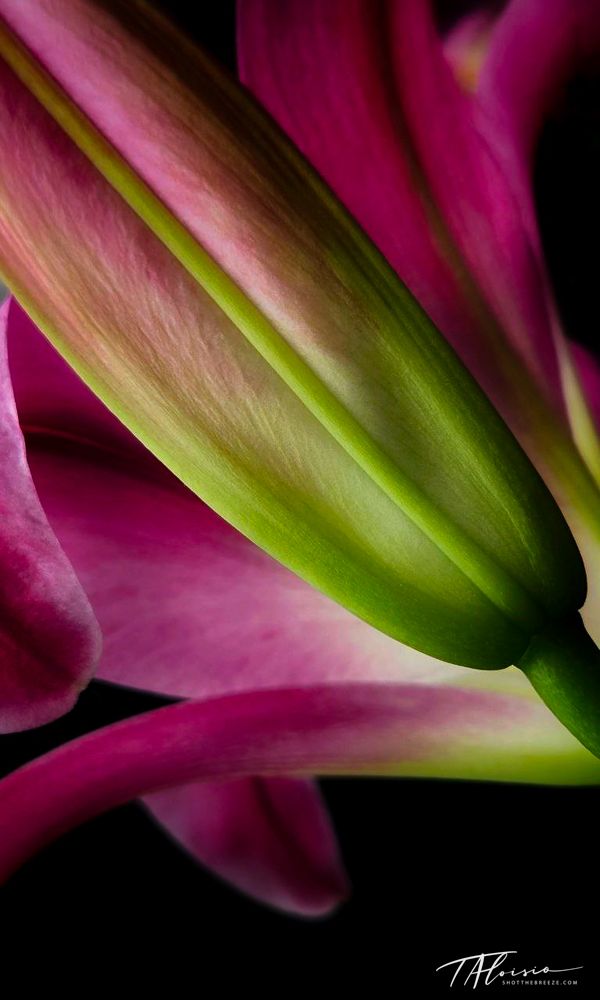 Artistic macro shot of pink and green lily flower petals against dark background.