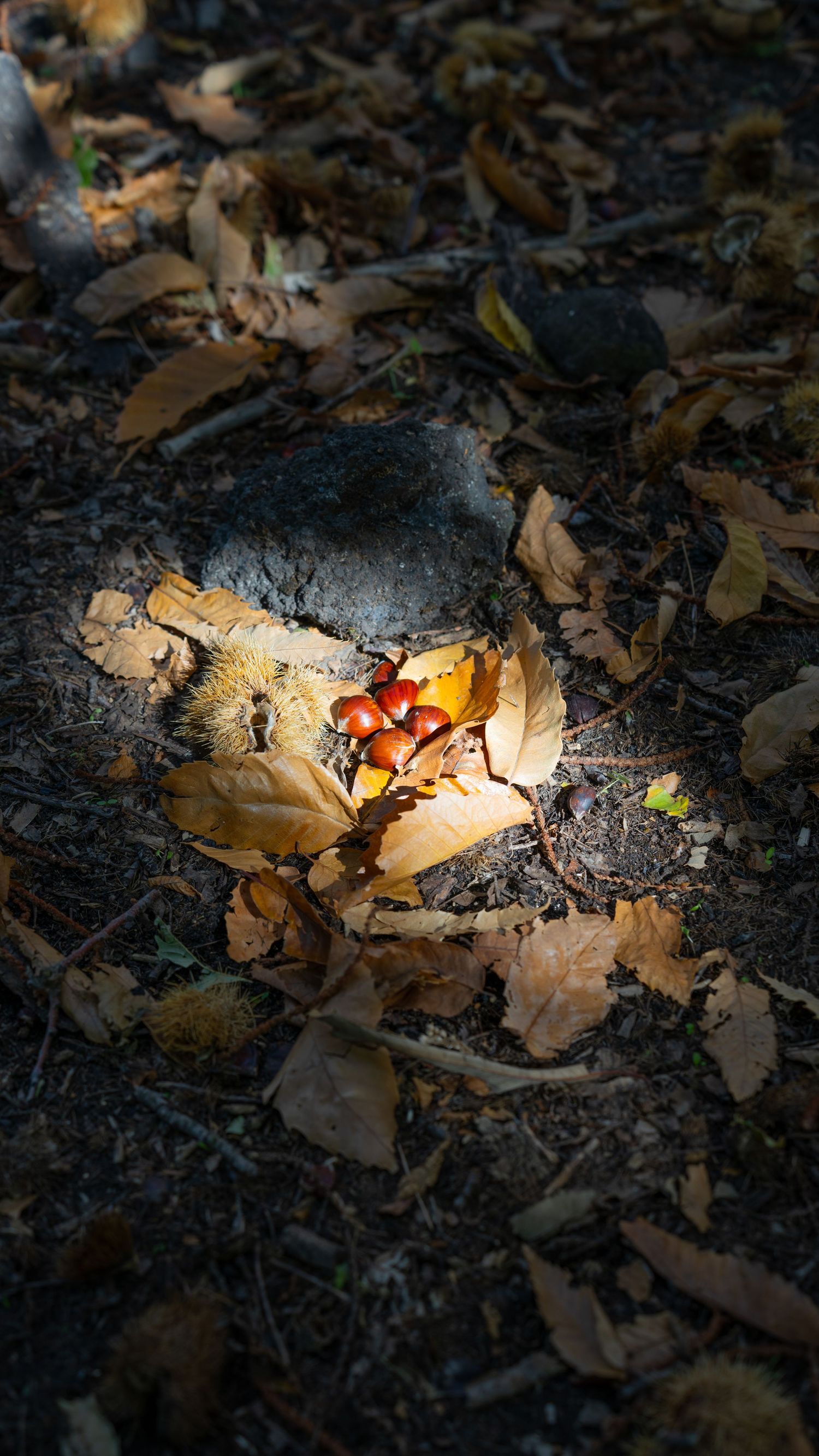 Castagne tra le foglie, dettaglio naturale su terreno boschivo, Etna.