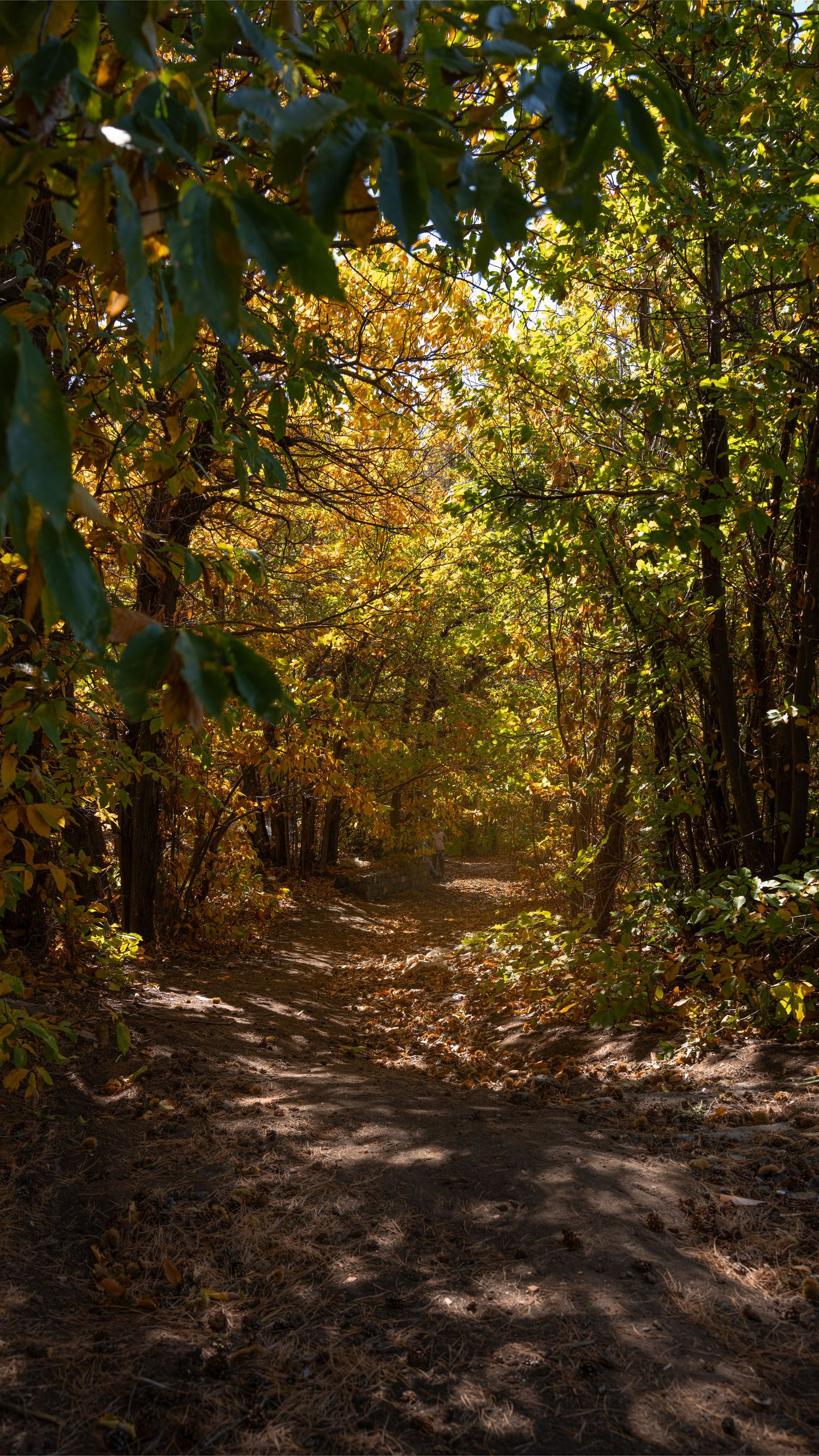 Sentiero nel bosco autunnale, Etna, fotografia naturalistica contemplativa.