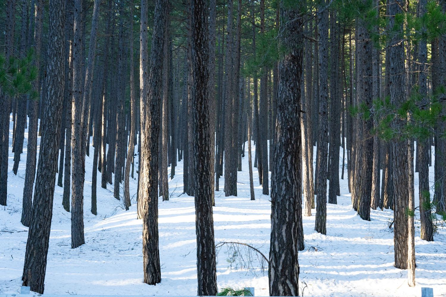 Bosco d’inverno, Etna, alberi scuri nella neve, fotografia C