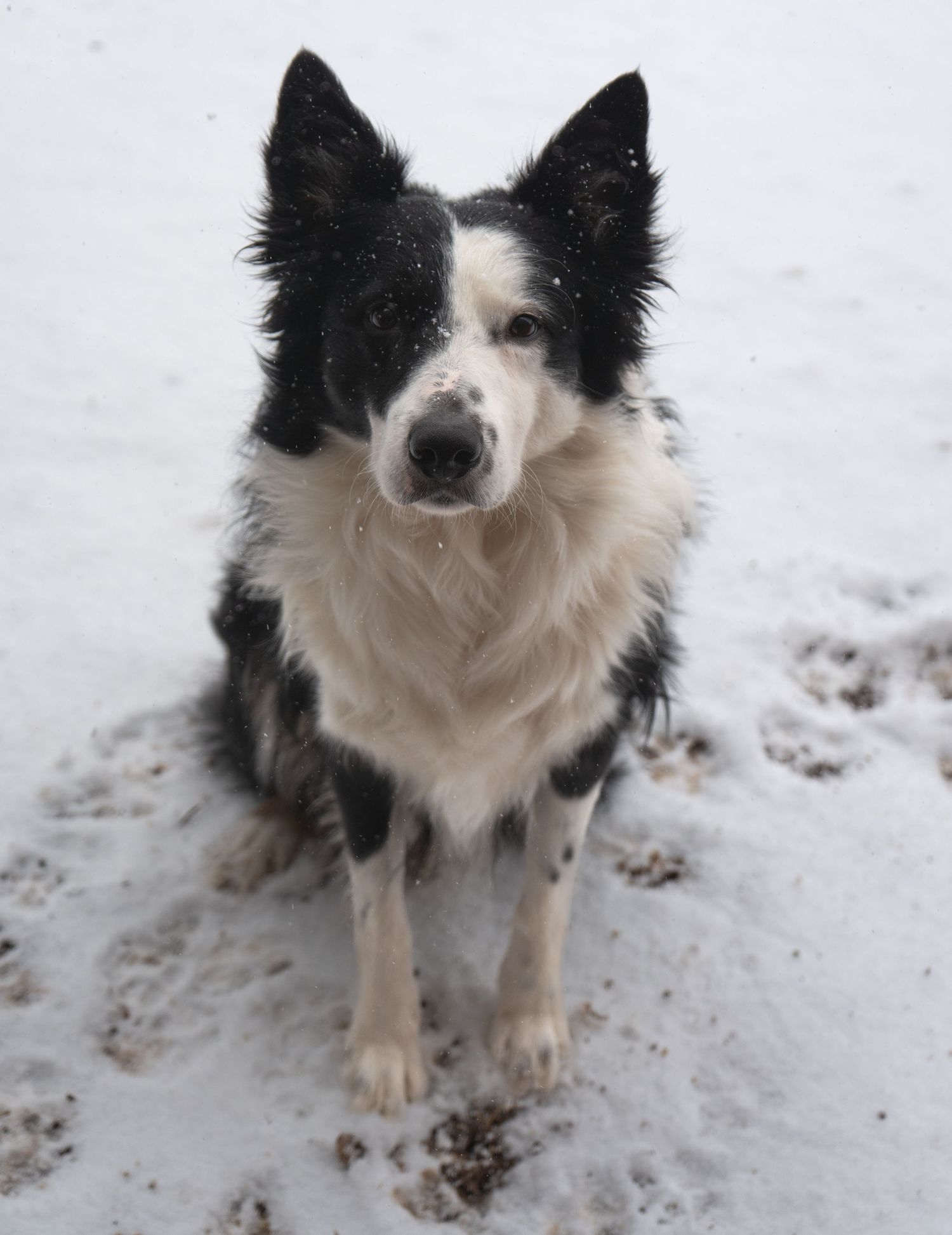 A black and white Border Collie stands in the snow with alert ears and distinctive facial markings.