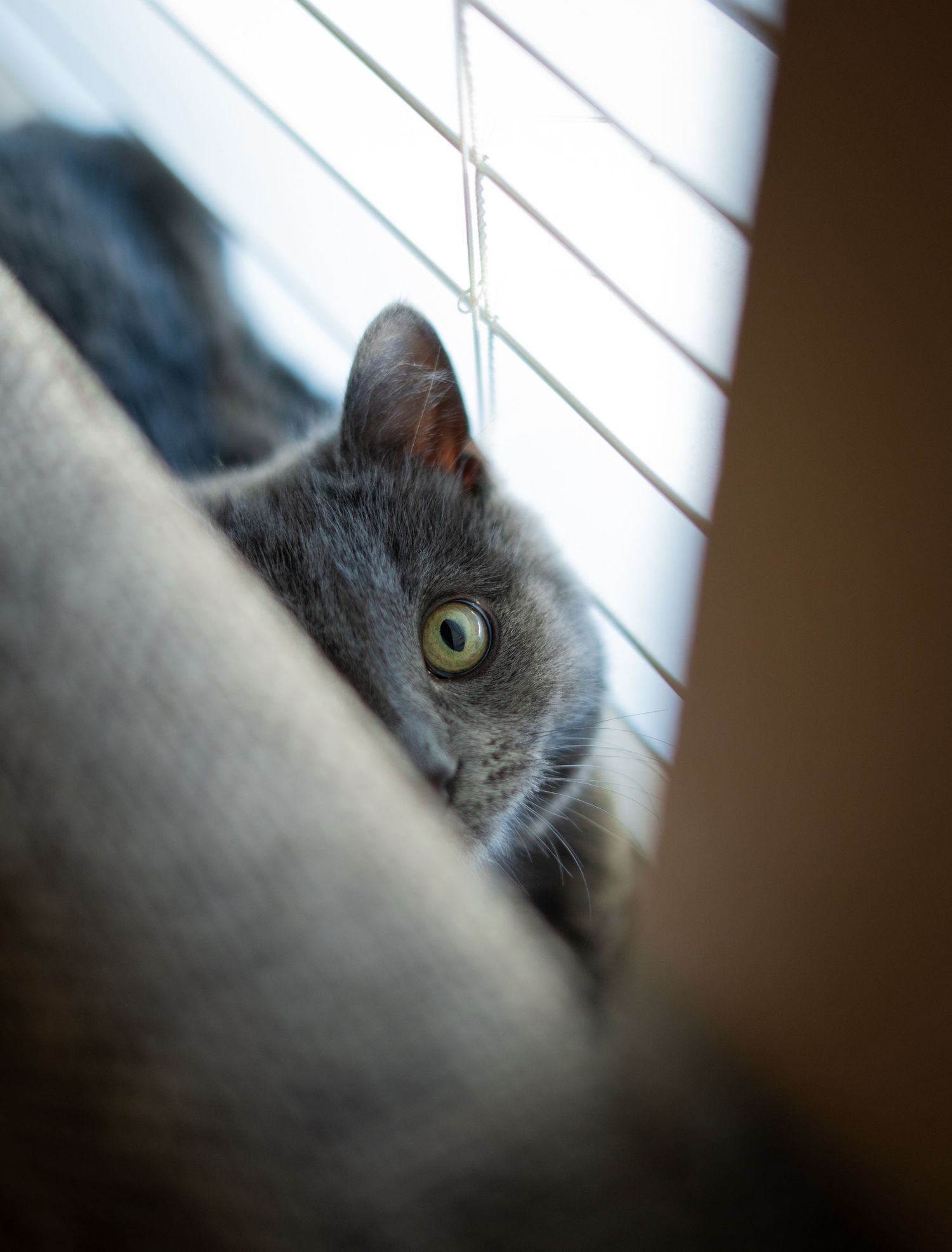 A gray cat peeks through window blinds with bright green eyes visible in a series of progressive close-up shots.