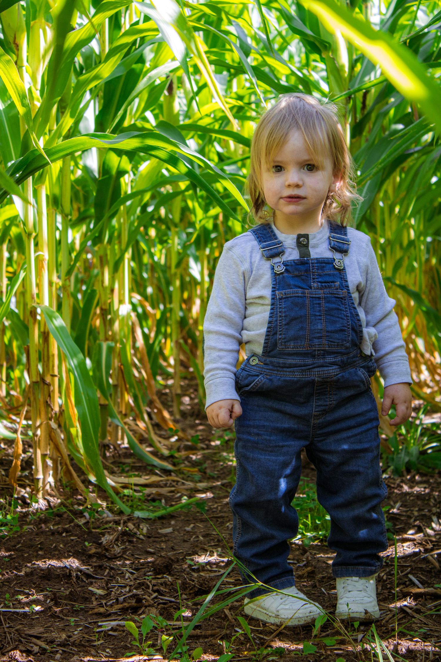A toddler explores a cornfield wearing blue overalls and a white long-sleeve shirt.